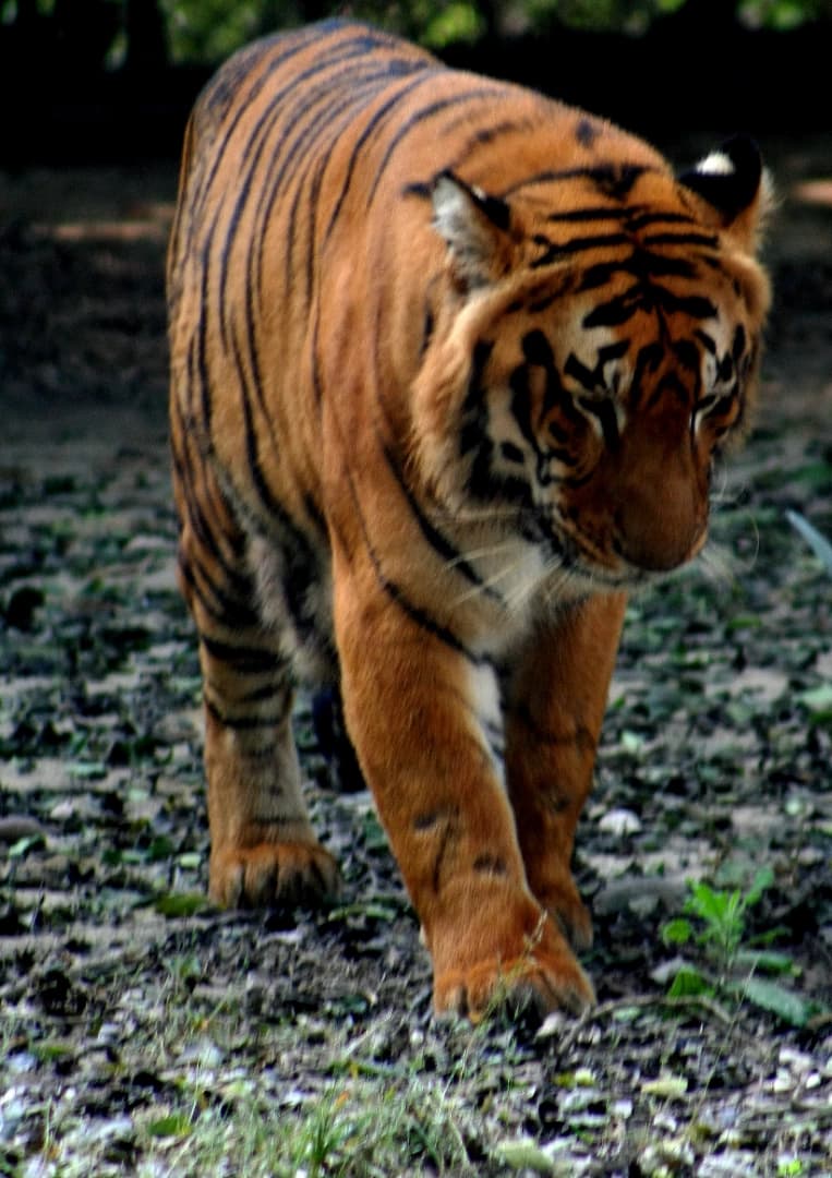 Allen Forest Zoo (Kanpur Zoo)
