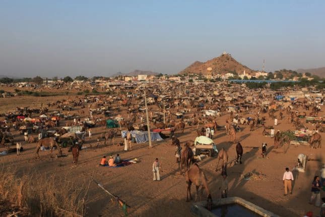 Nagaur Cattle Fair 