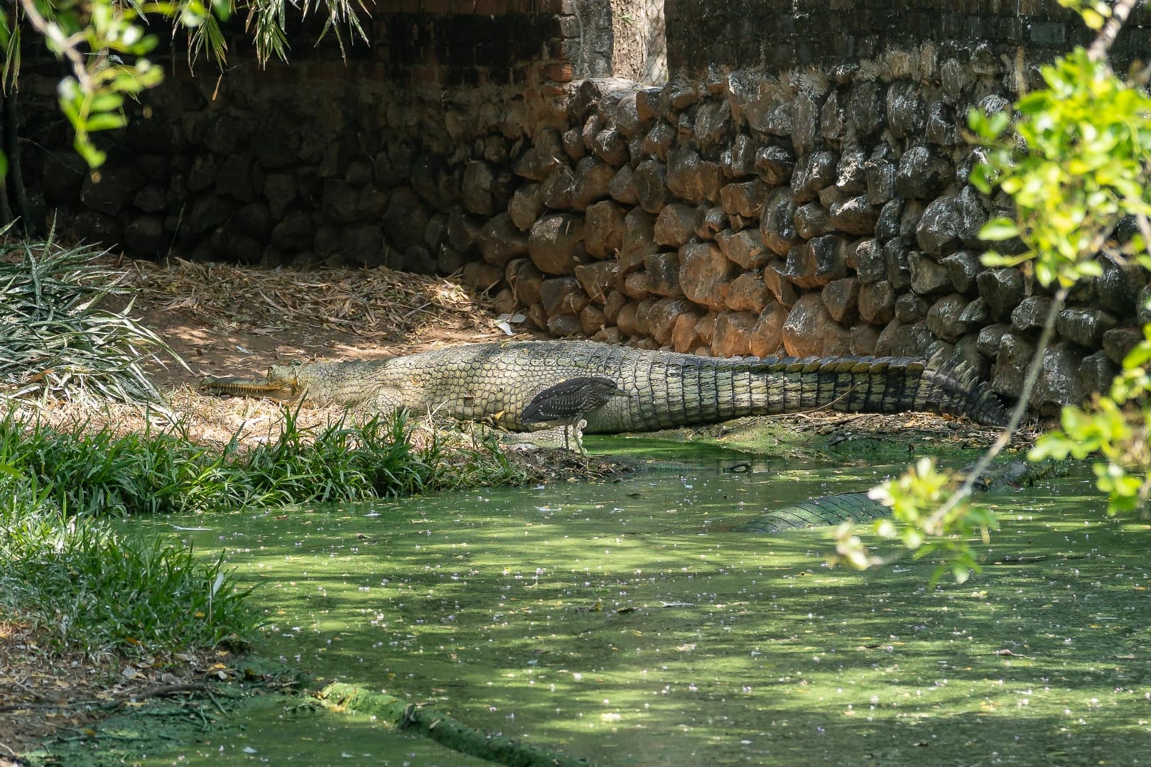 Crocodile Bank (Madras Crocodile Bank Trust)