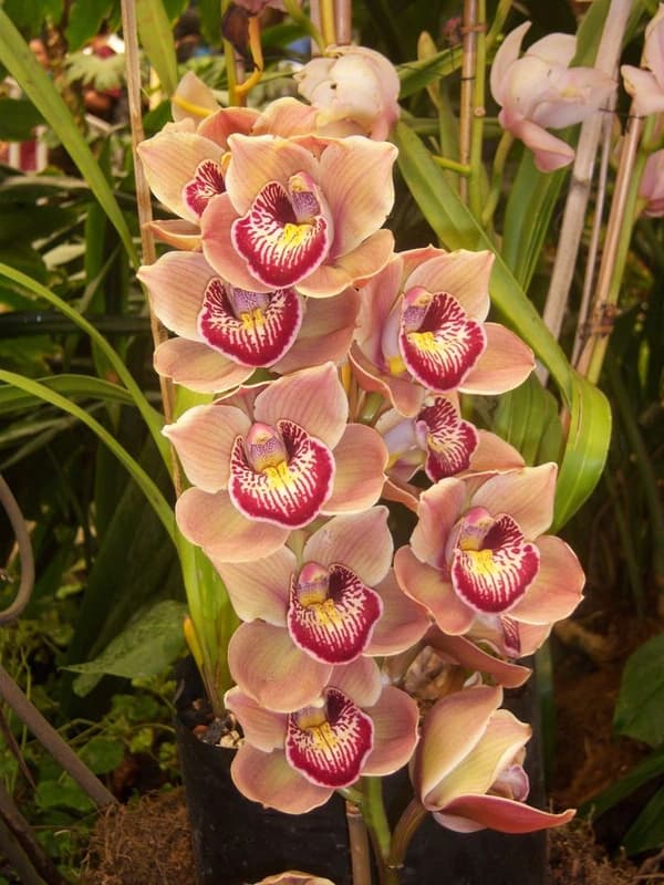 Flower Exhibition Centre