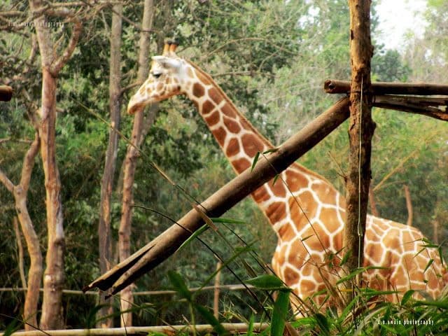 Nandankanan Zoological Park