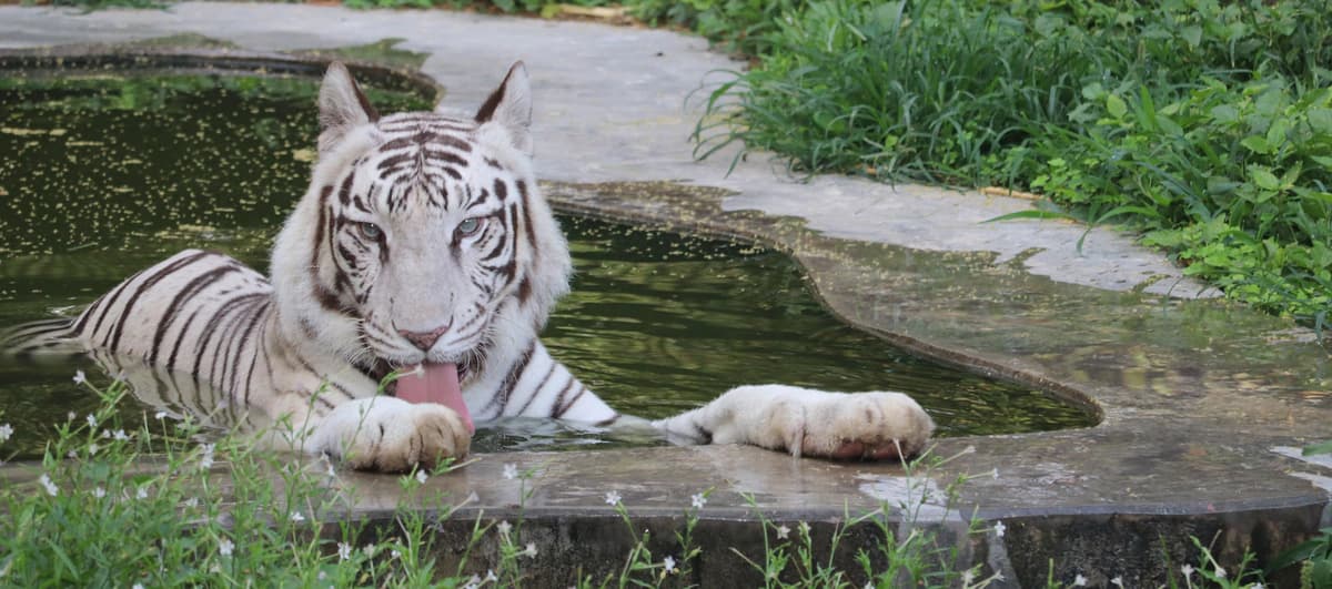 Delhi Zoo