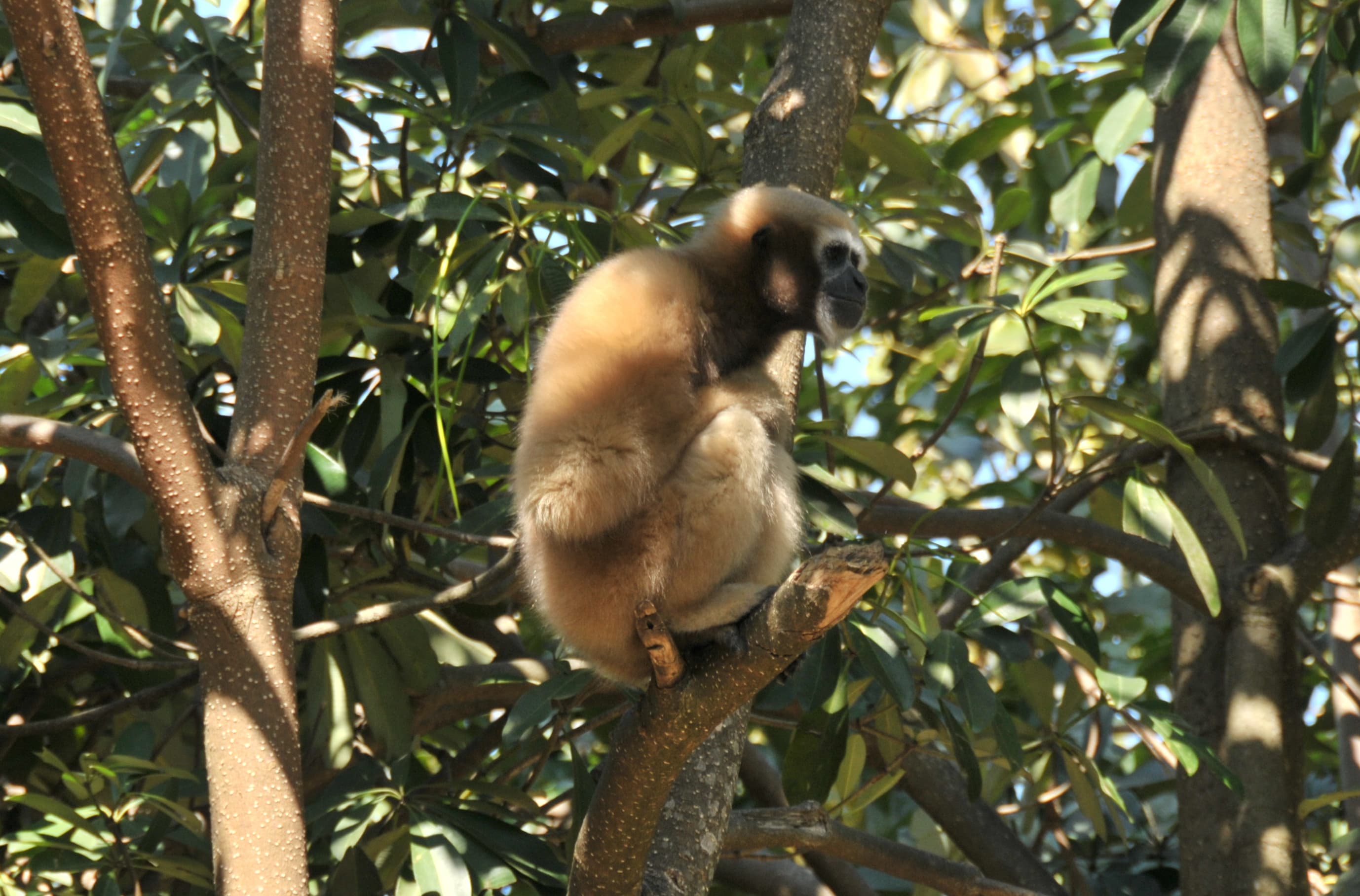 Aizawl Zoological Park