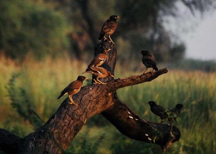 Sultanpur National Park